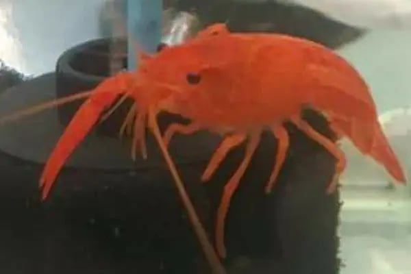 BALIKÇI SUAT PETSHOP AKVARYUM - Resim 10