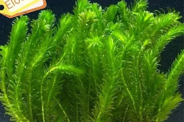 BALIKÇI SUAT PETSHOP AKVARYUM - Resim 16