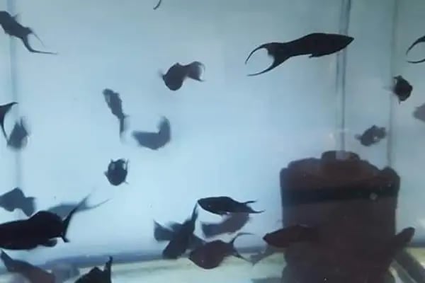 BALIKÇI SUAT PETSHOP AKVARYUM - Resim 3