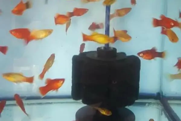 BALIKÇI SUAT PETSHOP AKVARYUM - Resim 4