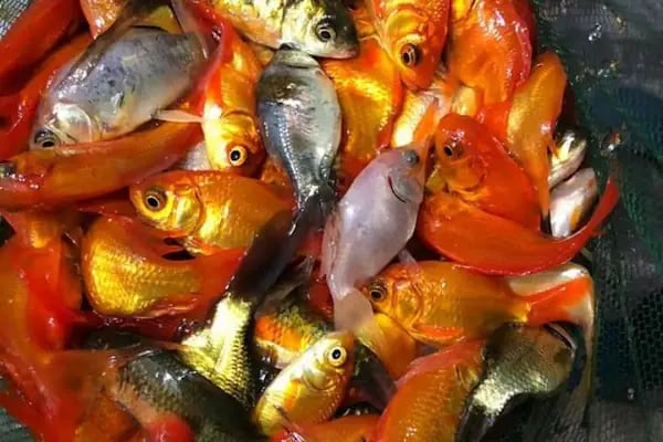 BALIKÇI SUAT PETSHOP AKVARYUM - Resim 7