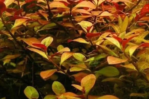 BALIKÇI SUAT PETSHOP AKVARYUM - Resim 11
