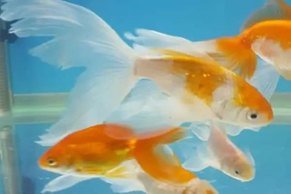 BALIKÇI SUAT PETSHOP AKVARYUM - Resim 14
