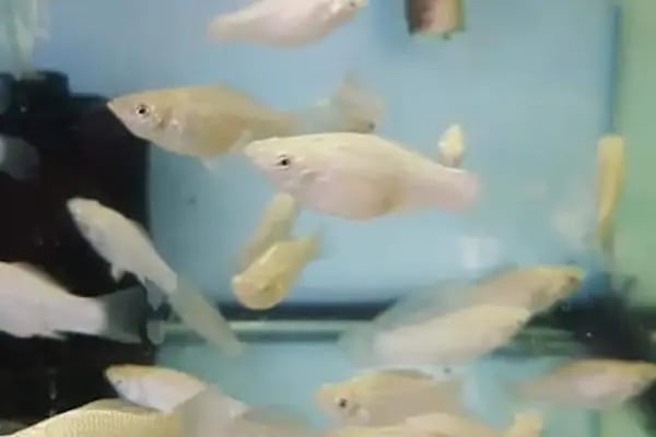 BALIKÇI SUAT PETSHOP AKVARYUM - Resim 15