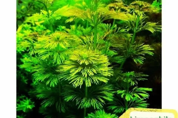 BALIKÇI SUAT PETSHOP AKVARYUM - Resim 20