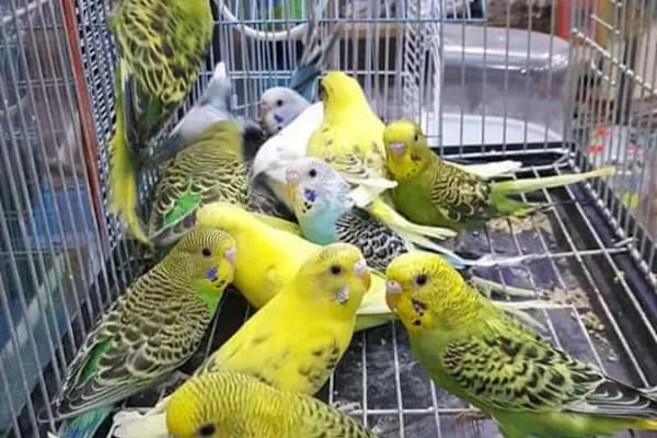 BALIKÇI SUAT PETSHOP AKVARYUM - Resim 5