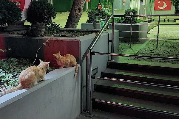 Ankara Valiliği il Göç İdaresi Müdürlüğü - Resim 12