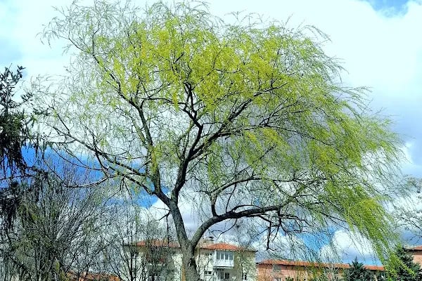 Örnek Parkı - Resim 20