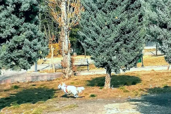 Örnek Parkı - Resim 19