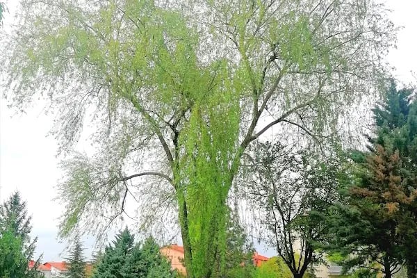 Örnek Parkı - Resim 17