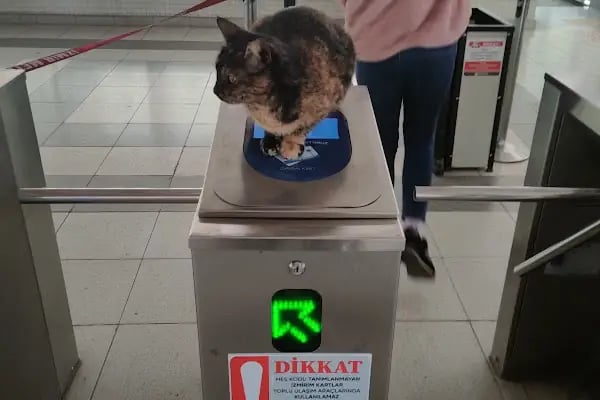 Ege Üniversitesi Metro İstasyonu - Resim 17