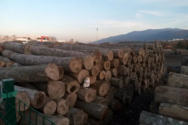 Yuvacık Orman Deposu - Resim 3