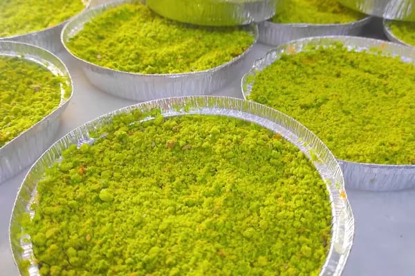 Çulcuoğlu kebap steakhouse - Resim 8