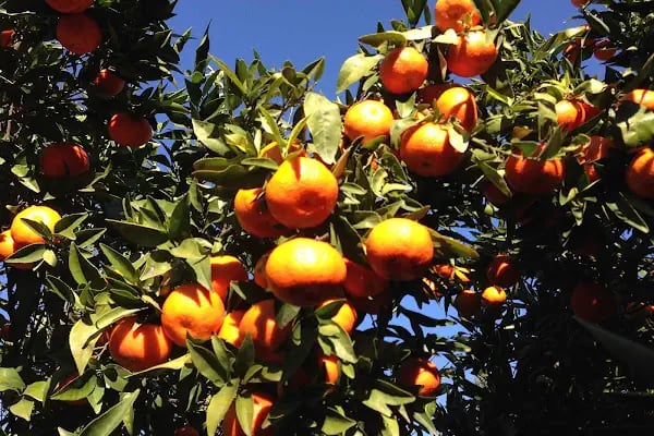Bodrum Yadigarı Bodrum Satış Noktası - Resim 12