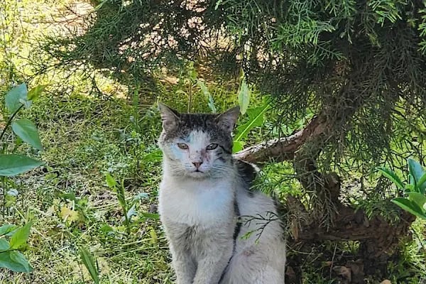 Elçi Veteriner Kliniği - Resim 13