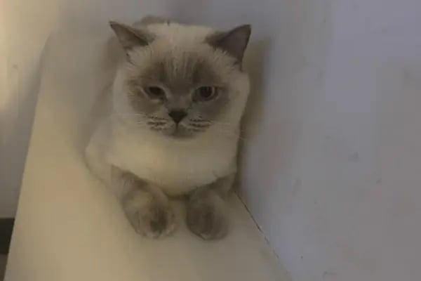 Elçi Veteriner Kliniği - Resim 12