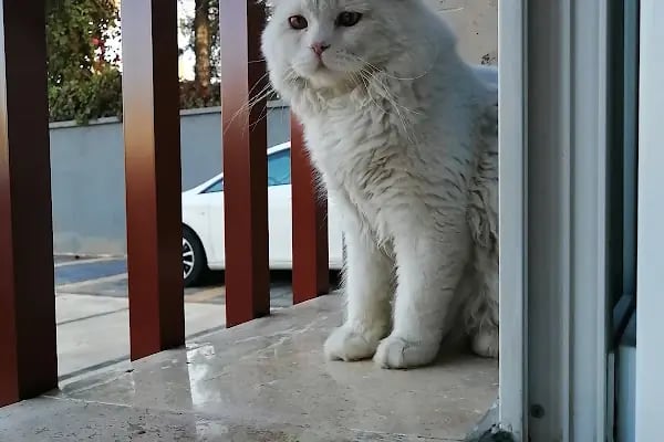 Elçi Veteriner Kliniği - Resim 3