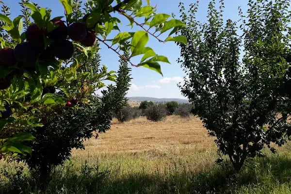 Bademli - Resim 17