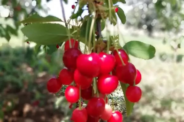 Bademli - Resim 6