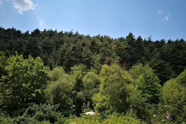 Çamlık Piknik Alanı - Resim 6