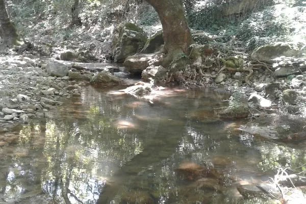 Çamlık Piknik Alanı - Resim 19