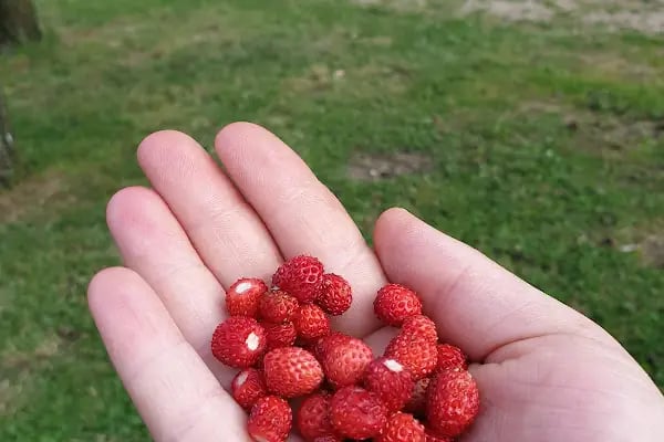 Çorak Mesire Alani ve Camping - Resim 12