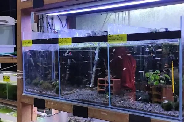 Malawi İzmir Akvaryum ve Pet Ürünleri - Resim 7