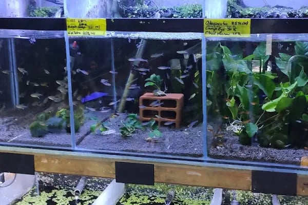 Malawi İzmir Akvaryum ve Pet Ürünleri - Resim 10
