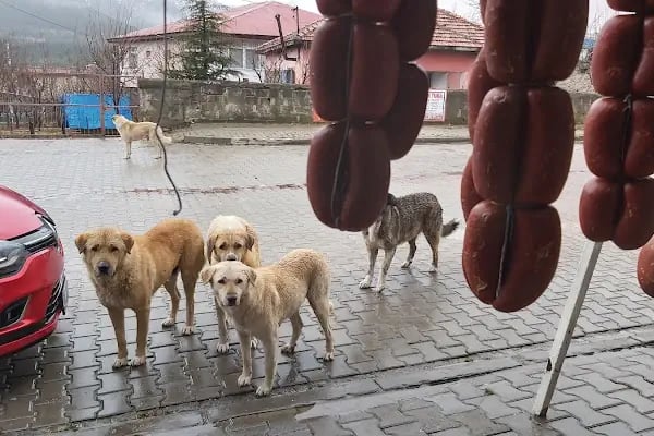 Tekir Kasabı Yılmazın Yeri - Resim 15