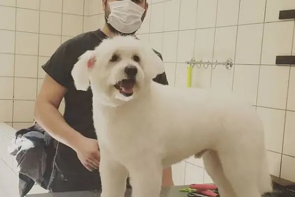 Ataşehir Pet Kuaför - Resim 2