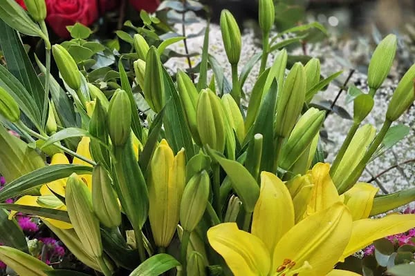 Agâh Flowers Çiçek-Çikolata - Resim 6