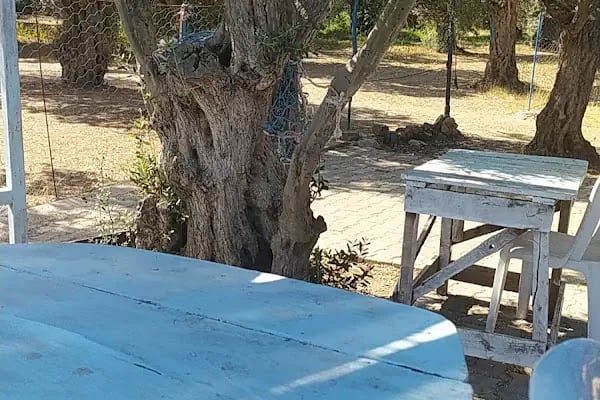 zeytin dalı piknik alanı camping - Resim 3
