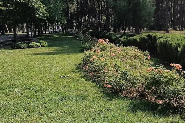 Çamlık Çay Bahçesi / Hayat Kahvesi - Resim 6