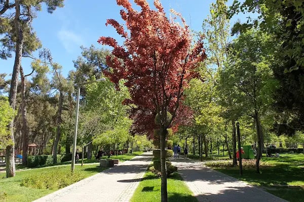 Çamlık Çay Bahçesi / Hayat Kahvesi - Resim 5