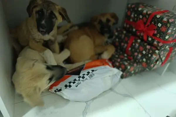 PET 75 VETERİNER KLİNİĞİ 7/24 ACİL HİZMETİ - Resim 3