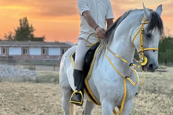 Malatya atlı binicilik - Resim 15