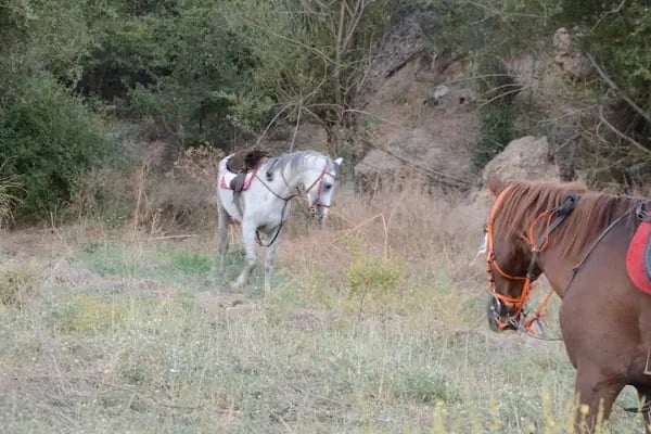 Malatya atlı binicilik - Resim 19