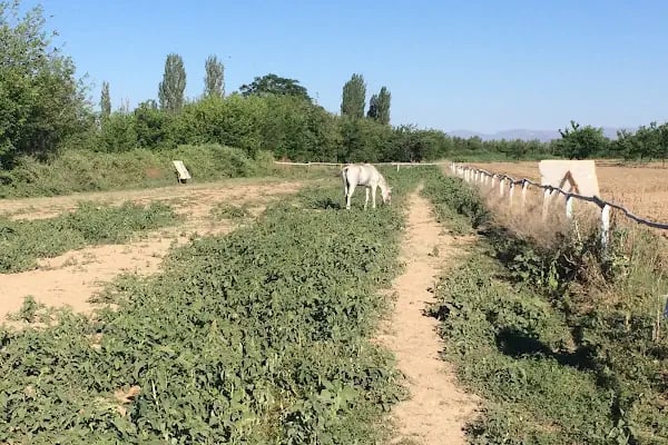 Malatya atlı binicilik - Resim 7