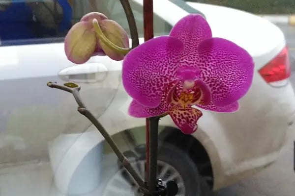 LOTUS Lojistik ve Antrepo • Muratbey Gümrüğüne Bağlı Gümrüklü Genel Antrepo • Serbest Depo • Tehlikeli Madde Deposu - Resim 11