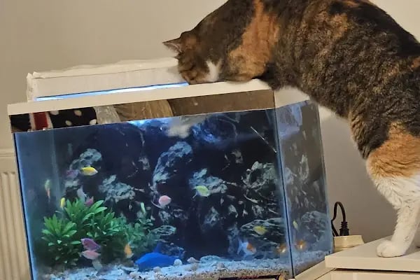 ERYAMAN ROTA PET SHOP ALO MAMA - Resim 20