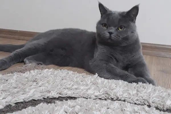 Pet Adana - Resim 17