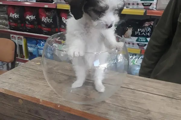 Pet Adana - Resim 9