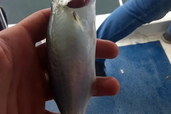 Ercü KAPTAN_Gemlik Olta Balık Avı Tekne Turları - Resim 9