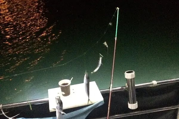 Ercü KAPTAN_Gemlik Olta Balık Avı Tekne Turları - Resim 10