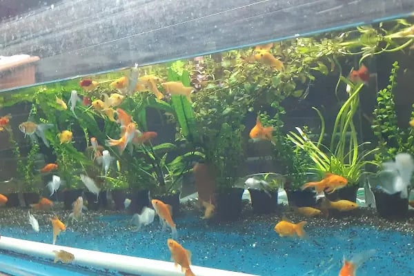 GEMLİK PET DÜNYASI - Resim 7