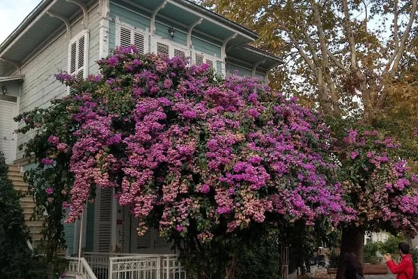 Büyükada (Prenstur) - Resim 11