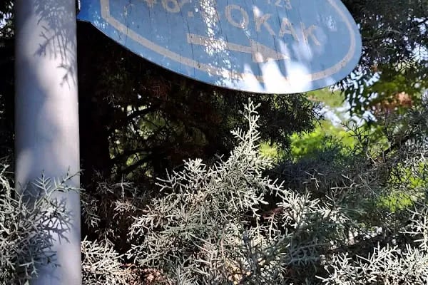 Tahir Büyükkörükçü Hocaefendi Mezarı - Resim 17