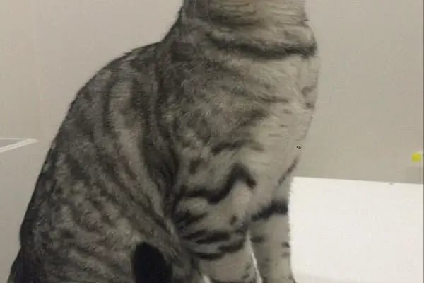 Vetlife Veteriner Kliniği - Resim 12