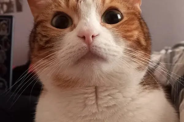 Vetlife Veteriner Kliniği - Resim 4
