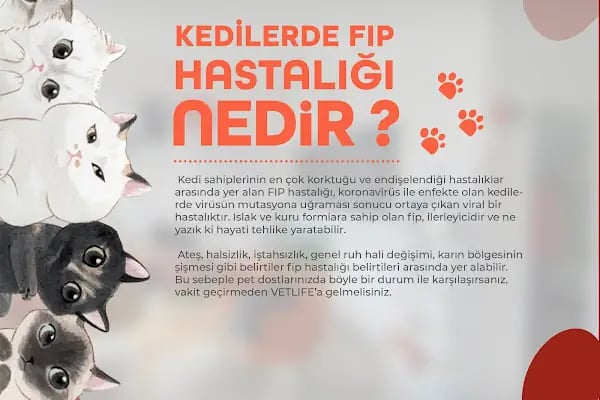 Vetlife Veteriner Kliniği - Resim 10